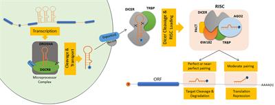 Autophagy-Regulating microRNAs and Cancer